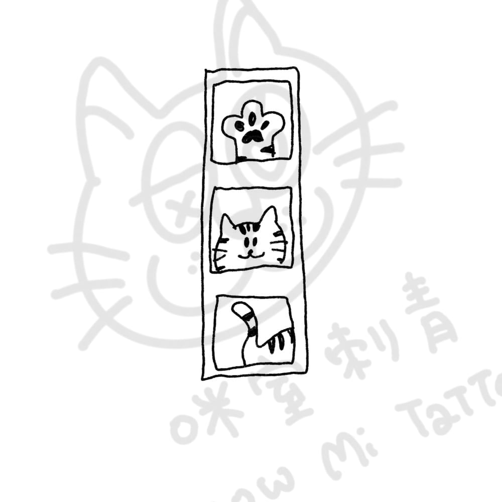 貓貓特寫